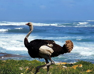 RU Africa Tours - Russian Speaking Tour Guide