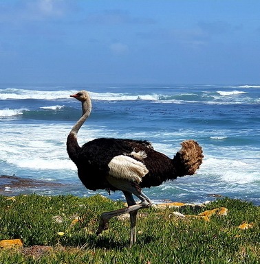 RU Africa Tours - Russian Speaking Tour Guide