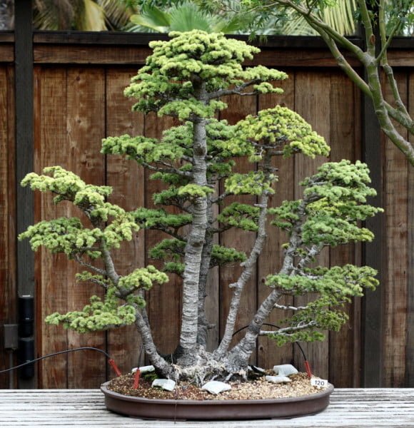 Atlas Cedar Bonsai