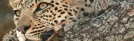 Leopard in Phinda Game Reserve