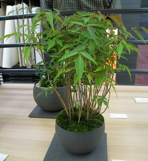 Bamboo Bonsai