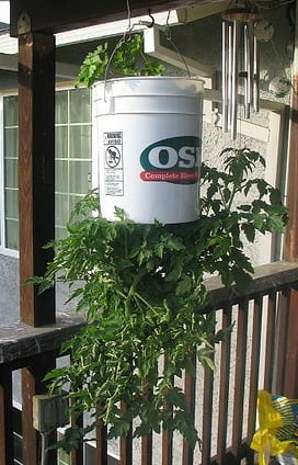 Upside Tomato Plant