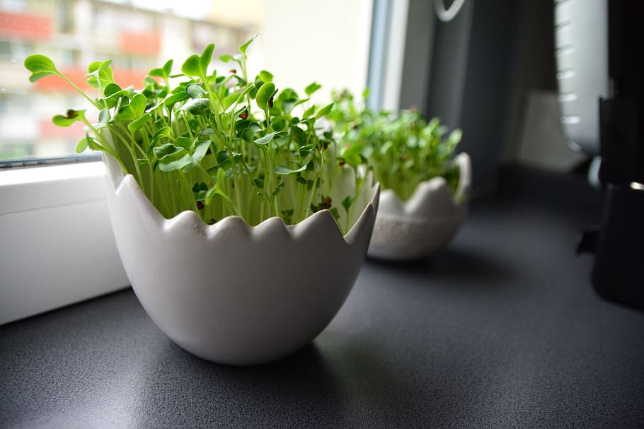 Indoor Vegetable Garden