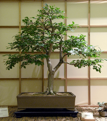 A picture of a Lagerstroemia Bonsai