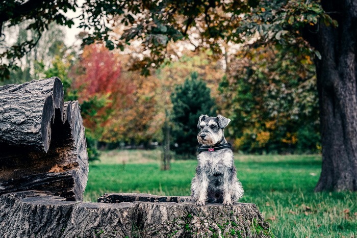 A picture of a dog sitting on an old tree stump