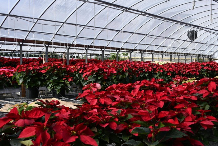 A pictures of Poinsettia flowers in a warehouse